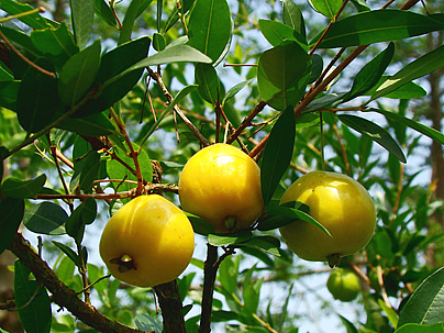 اوگنیا پیریفورمیس - معرفی درختان میوه